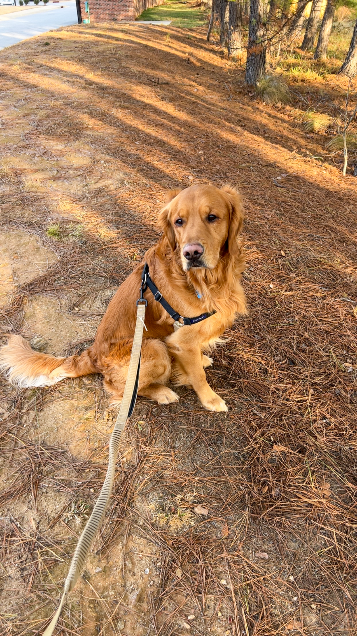 Outdoor pet fun